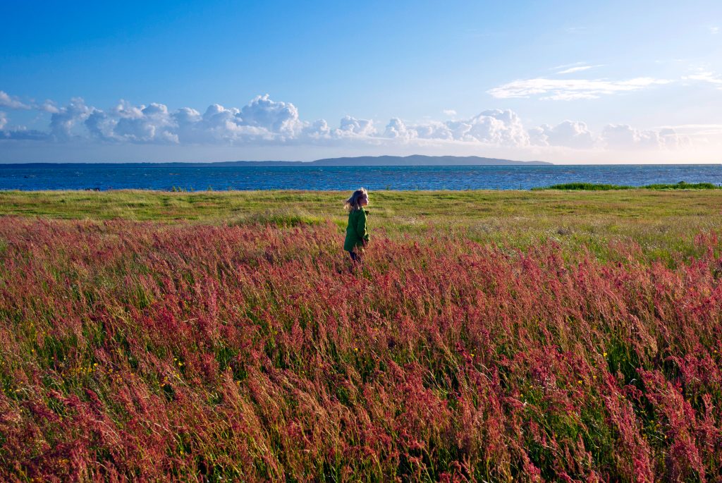 barn, hav, landskap, ljung